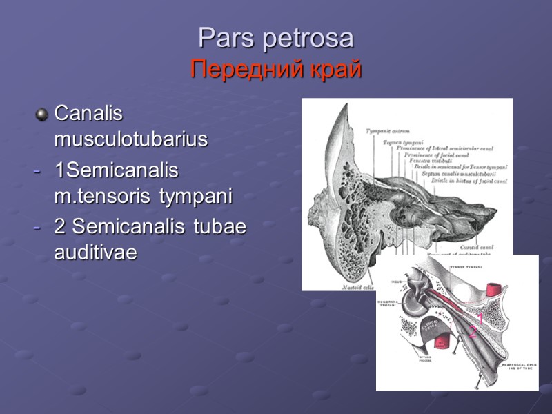 Pars petrosa  Передний край Canalis musculotubarius 1Semicanalis m.tensoris tympani 2 Semicanalis tubae auditivae
